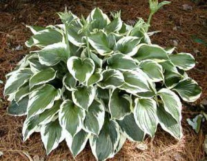 Хоста - многолетнее декоративное растение