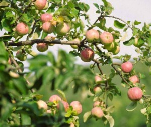 19 августа - Яблочный Спас